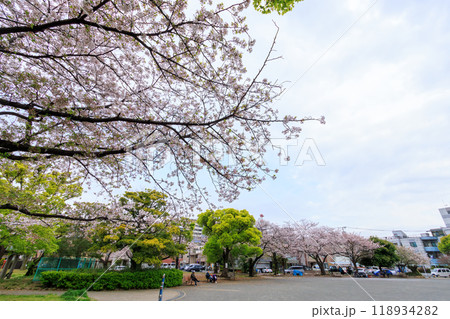 都市公園で満開に咲く美しいソメイヨシノ（桜）神奈川県-2024年撮影。 118934282