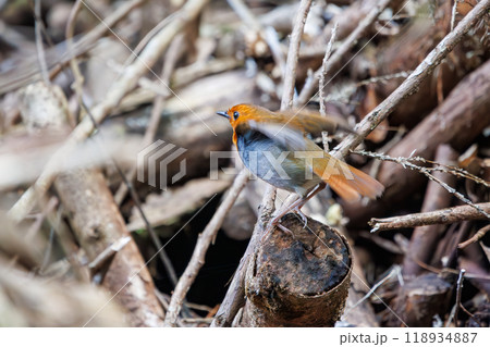 餌を探して林を飛び回る可愛いコマドリ（ヒタキ科）  日本国神奈川県相模原市、早戸川林道にて2024年 118934887
