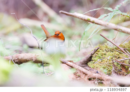 餌を探して林を飛び回る可愛いコマドリ(ヒタキ科) 日本国神奈川県相模原市、早戸川林道にて2024年 餌を探して林を飛び回る可愛いコマドリ(ヒタキ科) 日本国神奈川県相模原市、早戸川林道にて2024年 118934897