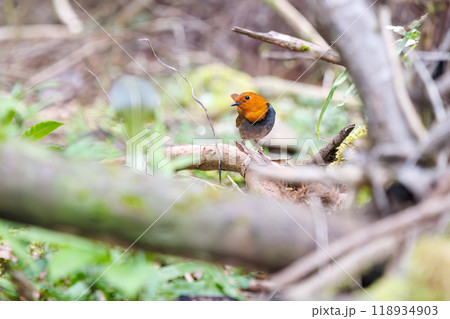 餌を探して林を飛び回る可愛いコマドリ（ヒタキ科）  日本国神奈川県相模原市、早戸川林道にて2024年 118934903