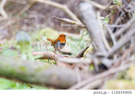 餌を探して林を飛び回る可愛いコマドリ（ヒタキ科）  日本国神奈川県相模原市、早戸川林道にて2024年 118934909