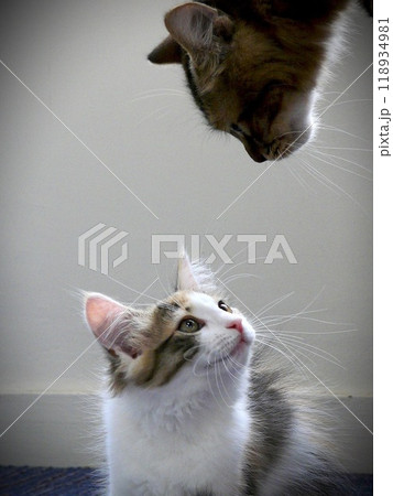 ロミオとジュリエットの様に見つめ合う二匹の仔猫達 ロミオとジュリエットの様に見つめ合う二匹の仔猫達 118934981