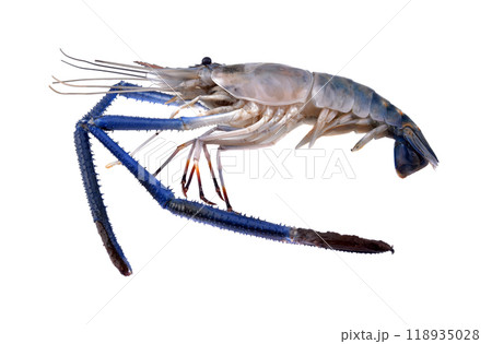 fresh shrimp isolated on white background fresh shrimp isolated on white background 118935028