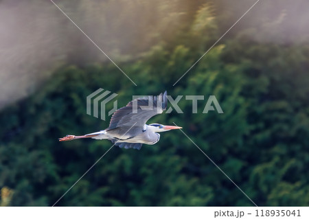 飛翔する美しいアオサギ（サギ科）  日本国神奈川県相模原市、早戸川林道にて 2024年 118935041