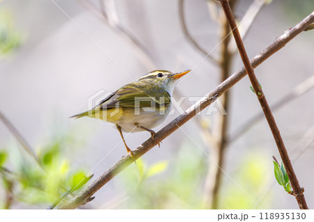 さえずる可愛いセンダイムシクイ（ムシクイ科）  日本国神奈川県相模原市、早戸川林道にて 2024年 118935130