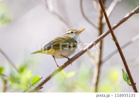さえずる可愛いセンダイムシクイ（ムシクイ科）  日本国神奈川県相模原市、早戸川林道にて 2024年 118935135