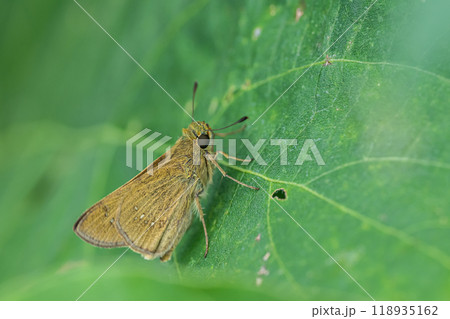 チャバネセセリ チャバネセセリ 118935162