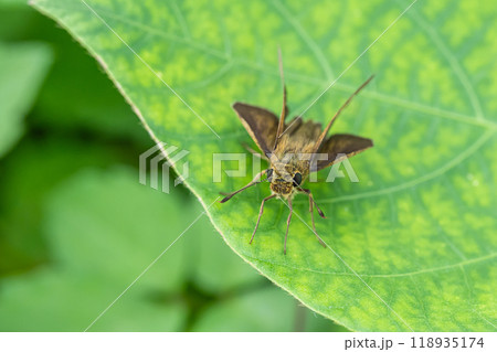 チャバネセセリ チャバネセセリ 118935174