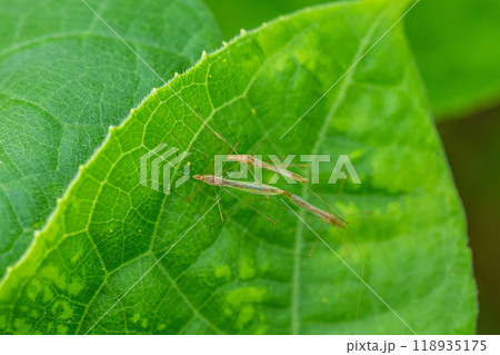 イトカメムシの交尾 118935175