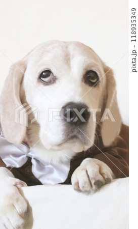 クローズアップのビーグル犬 118935349