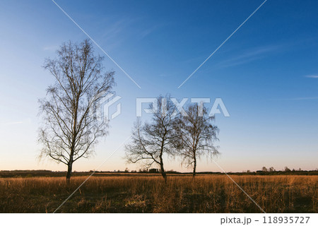 autumn landscape with three birches with fallen leaves 118935727