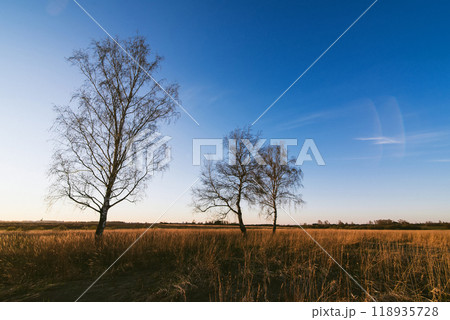 autumn landscape with three birches with fallen leaves 118935728