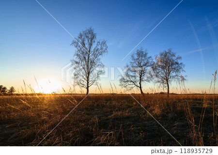 three birches in a Sunny sunset in a field 118935729