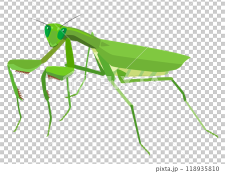 螳螂棲息並看著我 118935810