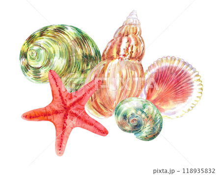 Seashell composition of Rosy Wolf snail, Calico Scallop, Turbo Moon, Common Starfish sea shell hand drawn in watercolor. Marine gastropod mollusks, sea snails of the world's ocean with green, red Seashell composition of Rosy Wolf snail, Calico Scallop, Turbo Moon, Common Starfish sea shell hand drawn in watercolor. Marine gastropod mollusks, sea snails of the world's ocean with green, red 118935832