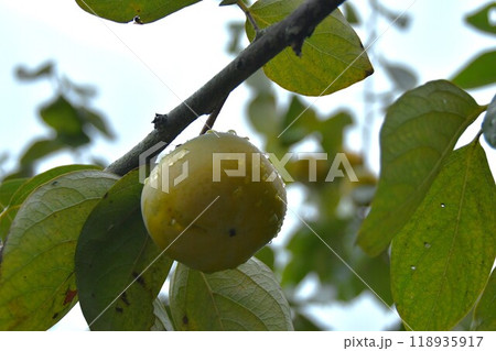 伊勢　蓮台寺柿 118935917