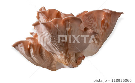 Isolated pink oyster mushroom cut out on white background. Isolated pink oyster mushroom cut out on white background. 118936066
