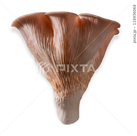 Isolated pink oyster mushroom cut out on white background. Isolated pink oyster mushroom cut out on white background. 118936068