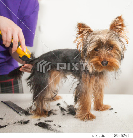 grooming a small pet dog with a clipper grooming a small pet dog with a clipper 118936261