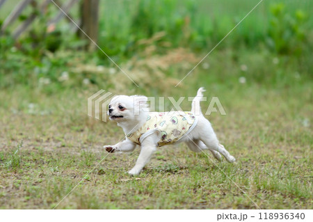 走る犬 走る犬 118936340