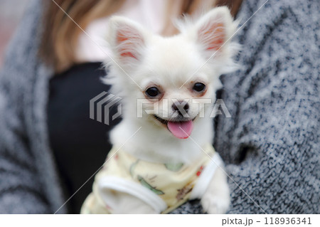 犬 犬 118936341