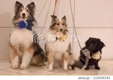 整列した犬 整列した犬 118936342