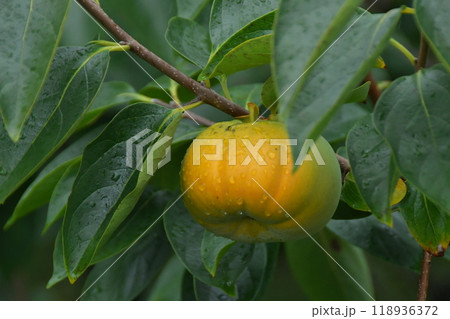 伊勢　蓮台寺柿 118936372