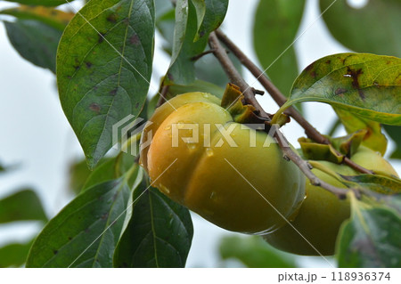 伊勢　蓮台寺柿 118936374