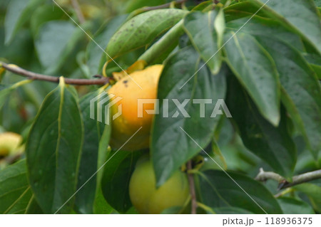 伊勢　蓮台寺柿 118936375