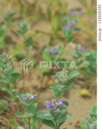 夏の鳥取県　鳥取砂丘に咲くハマゴウ 118936395