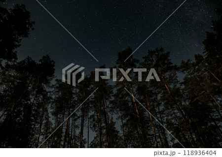 Starry night sky over a dense forest with tall trees silhouetted against the backdrop of twinkling stars 118936404