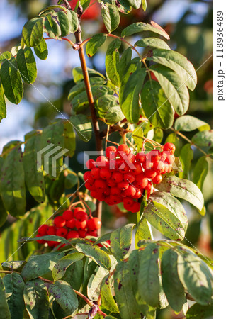 A vibrant bunch of red berries delicately hanging from a tree branch 118936489