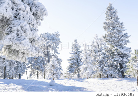 Snow covered trees. Winter forest. 118936598