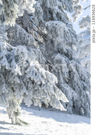 Snow covered trees. Winter forest. 118936628