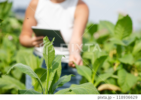 Female farmer with digital tablet on a tobacco field 118936629