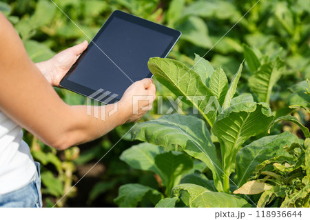 Female farmer with digital tablet on a tobacco field Female farmer with digital tablet on a tobacco field 118936644