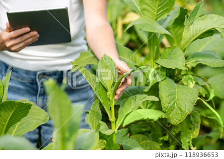 Female farmer with digital tablet on a tobacco field 118936653