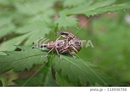 ウスヒョウタンゾウムシ Dermatoxenus clathratus 118936788