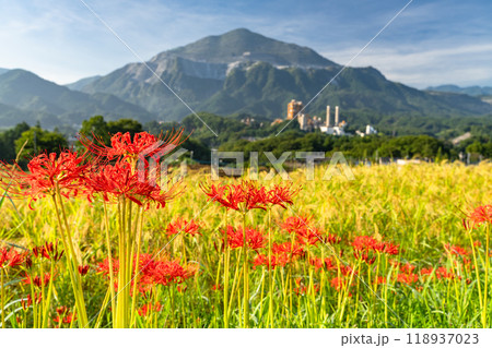 《埼玉県》彼岸花が咲く寺坂棚田・秋の秩父 《埼玉県》彼岸花が咲く寺坂棚田・秋の秩父 118937023
