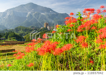《埼玉県》彼岸花が咲く寺坂棚田・秋の秩父 118937042