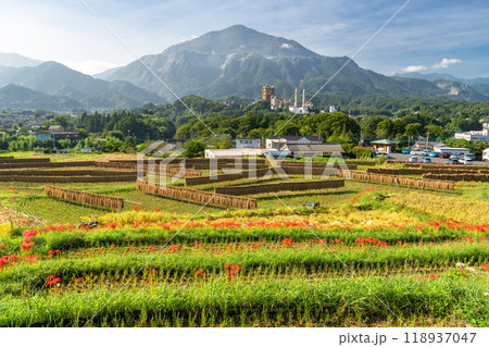 《埼玉県》彼岸花が咲く寺坂棚田・秋の秩父 118937047