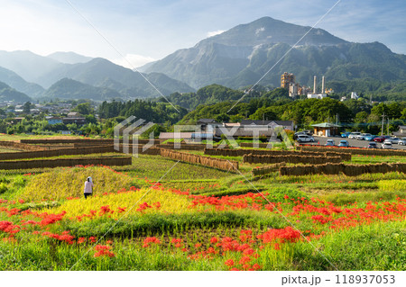 《埼玉県》彼岸花が咲く寺坂棚田・秋の秩父 118937053