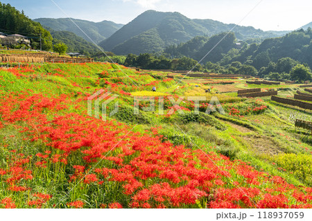 《埼玉県》彼岸花が咲く寺坂棚田・秋の秩父 《埼玉県》彼岸花が咲く寺坂棚田・秋の秩父 118937059