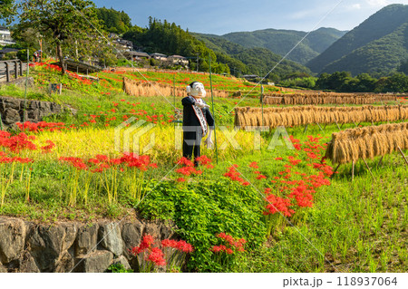 《埼玉県》彼岸花が咲く寺坂棚田・秋の秩父 118937064