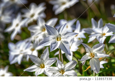 白く小さな花のハナニラの群生 118937330