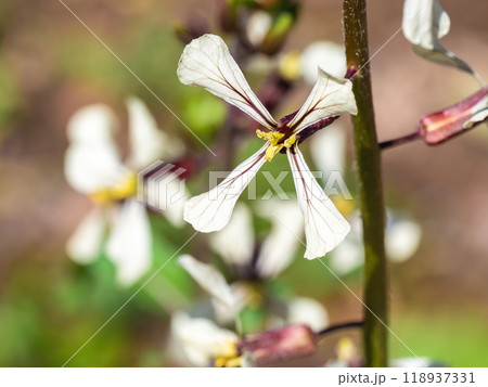 十字型の白い花をつけたルッコラ 十字型の白い花をつけたルッコラ 118937331