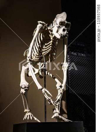 Skeleton of Gorilla 118937568