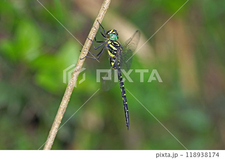 サラサヤンマの♂ Sarasaeschna pryeri 118938174