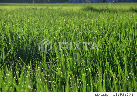 朝露の光る稲穂 朝露に濡れる稲穂 朝露の光る稲穂 朝露に濡れる稲穂 118938572