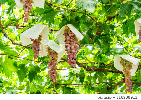 【山梨県】ぶどう狩り 葡萄園のブドウ 房の長いブドウ 【山梨県】ぶどう狩り 葡萄園のブドウ 房の長いブドウ 118938912